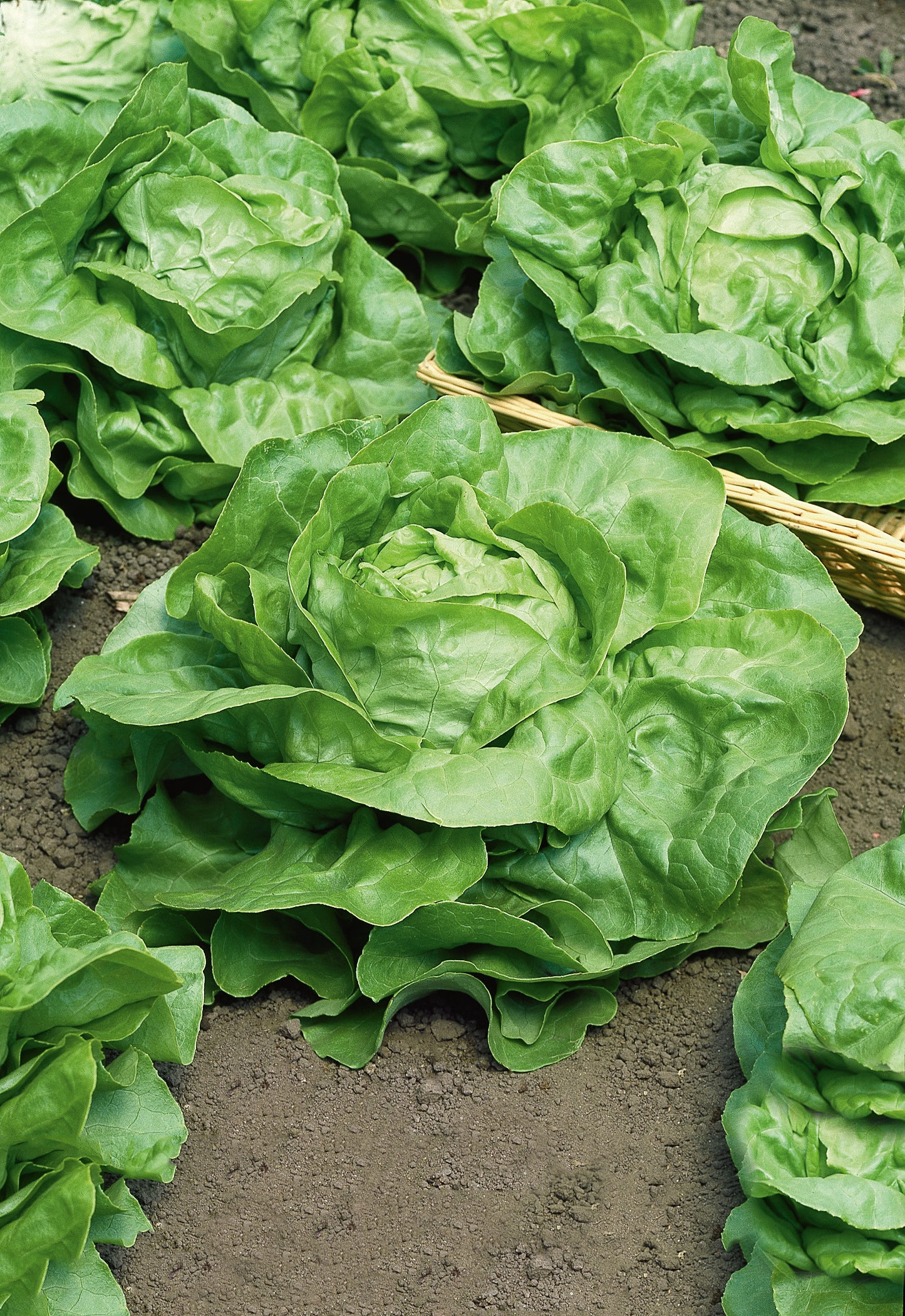 Kopfsalat Attractie